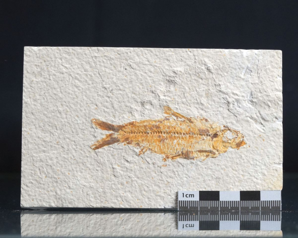Preview: Knightia sp. | Green River Fm. | Wyoming