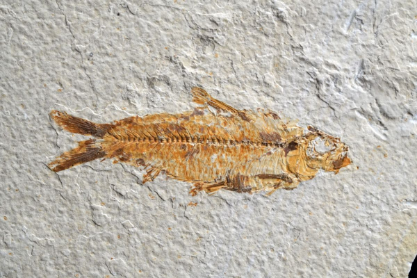 Knightia sp. | Green River Fm. | Wyoming