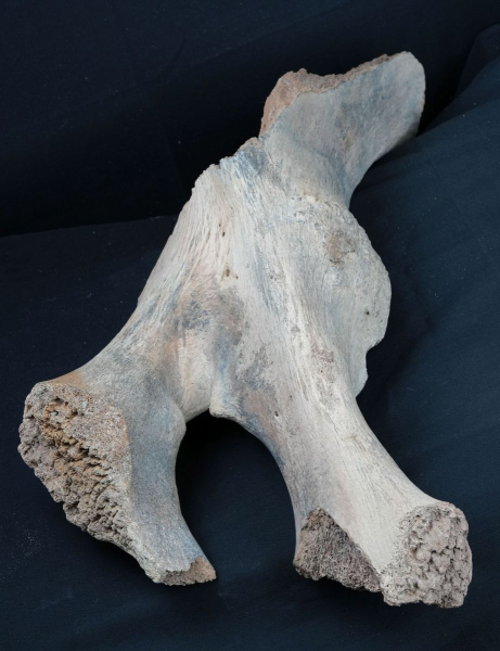 Preview: Mammuthus primigenius | Pleistozän | Oberrhein