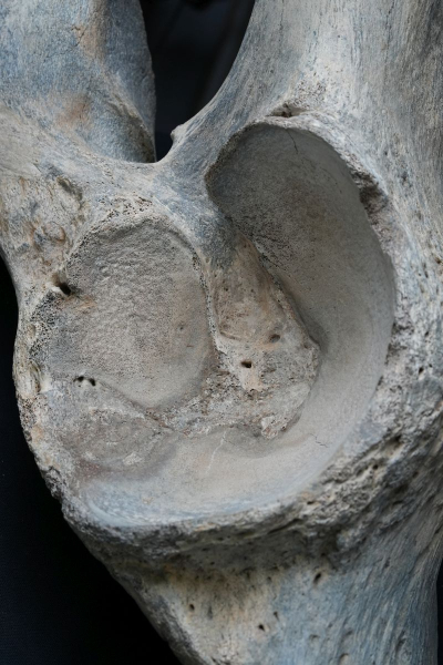 Preview: Mammuthus primigenius | Pleistozän | Oberrhein