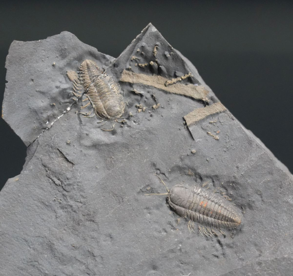 Triarthrus eatoni | Ordovizium | Beecher's Trilobite Bed