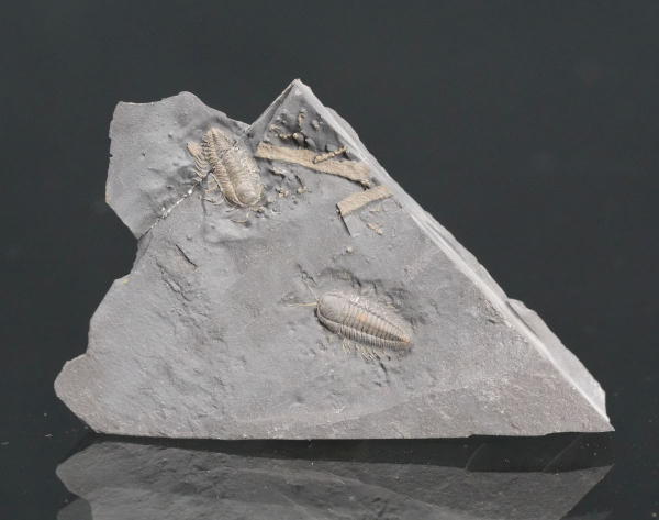 Preview: Triarthrus eatoni | Ordovizium | Beecher's Trilobite Bed