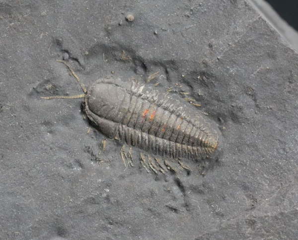 Preview: Triarthrus eatoni | Ordovizium | Beecher's Trilobite Bed