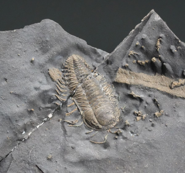 Preview: Triarthrus eatoni | Ordovizium | Beecher's Trilobite Bed