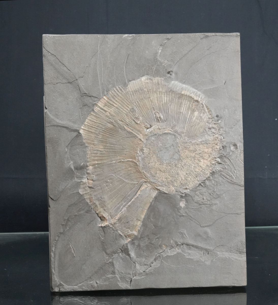 Preview: Lytoceras sp. | Toarcium | Holzmaden