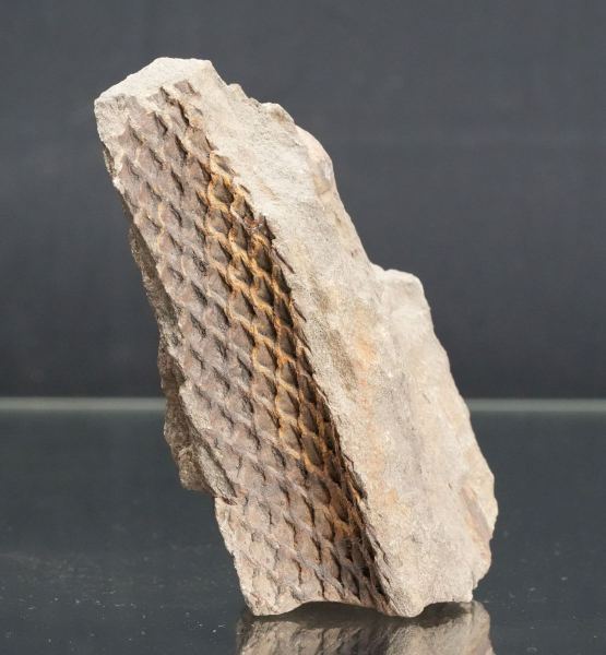 Preview: Lepidodendron sp. | Oberkarbon | Saarland