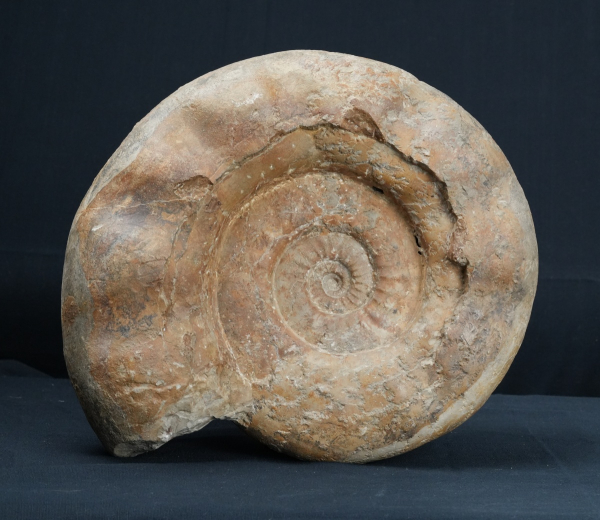 Lithacosphinctes sp. | Kimmeridgium | Ebermannstadt