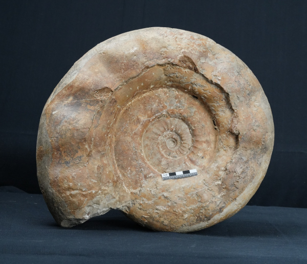 Preview: Lithacosphinctes sp. | Kimmeridgium | Ebermannstadt