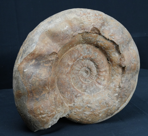 Preview: Lithacosphinctes sp. | Kimmeridgium | Ebermannstadt