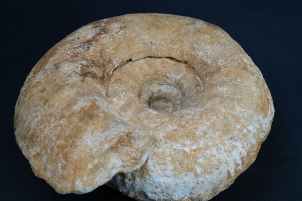 Preview: Gravesia gigas | Kimmeridgium | Frankreich