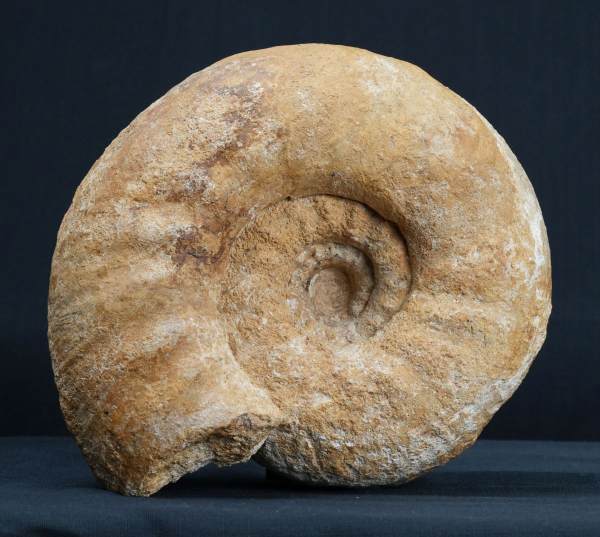 Gravesia gigas | Kimmeridgium | Frankreich