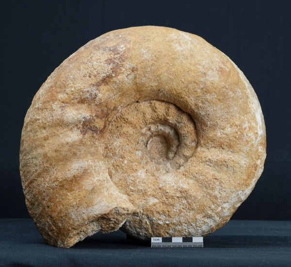 Preview: Gravesia gigas | Kimmeridgium | Frankreich