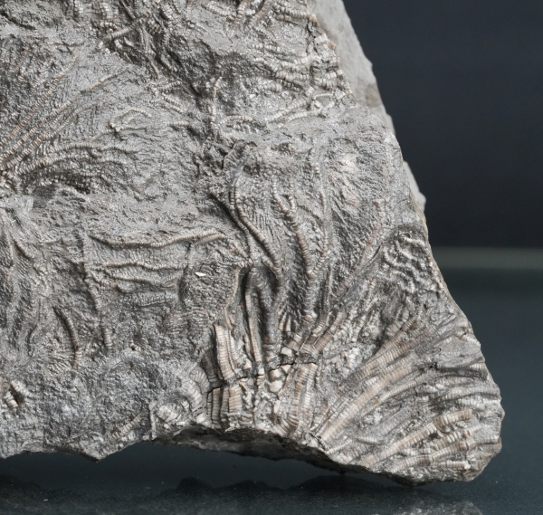 Preview: Pentacrinus sp. | Toarcium | Dotternhausen