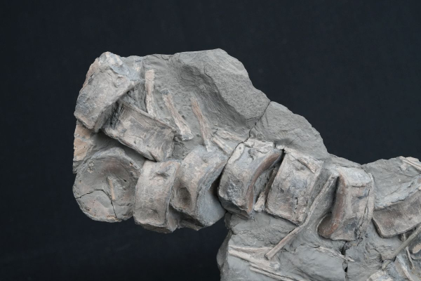 Preview: Stenopterygius sp. | Toarcium | Holzmaden