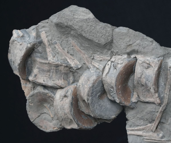 Stenopterygius sp. | Toarcium | Holzmaden