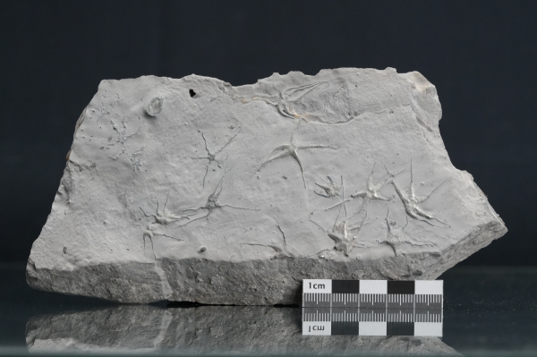 Preview: Ophiopinna elegans | Callovium | La Voulte