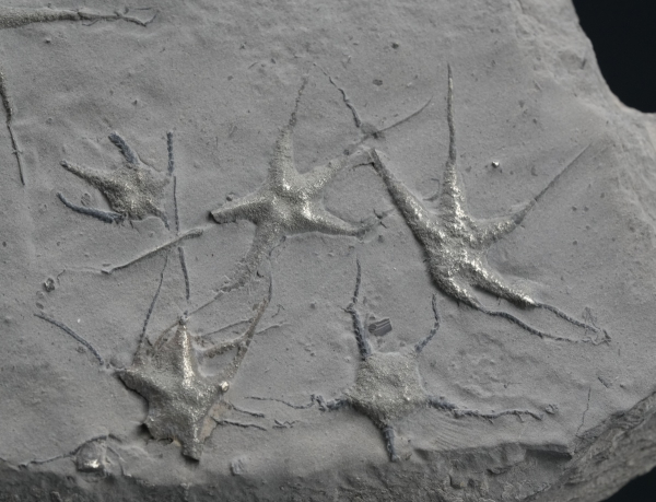 Ophiopinna elegans | Callovium | La Voulte