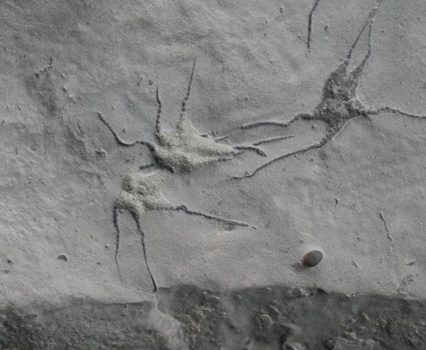 Ophiopinna elegans | Callovium | La Voulte