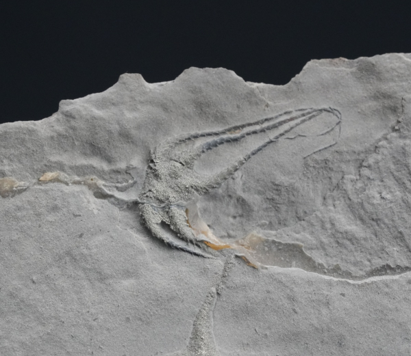 Ophiopinna elegans | Callovium | La Voulte