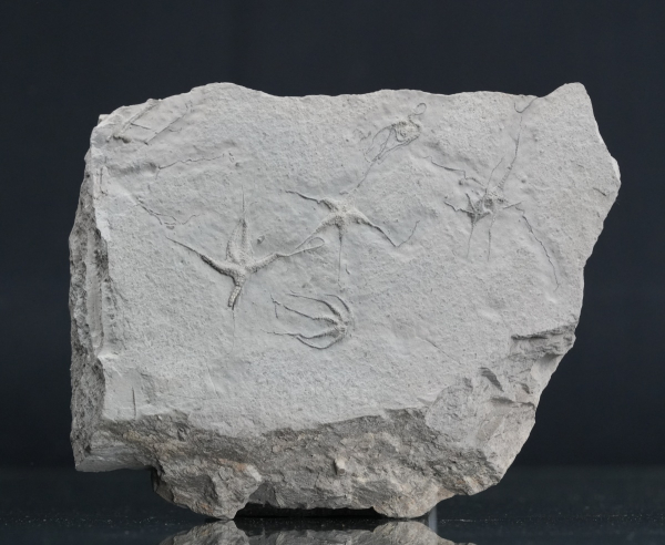 Ophiopinna elegans | Callovium | La Voulte