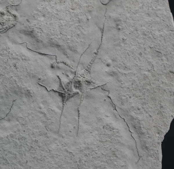 Ophiopinna elegans | Callovium | La Voulte