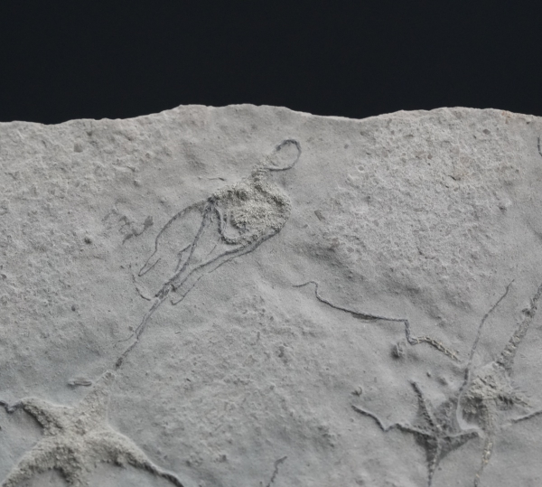 Ophiopinna elegans | Callovium | La Voulte