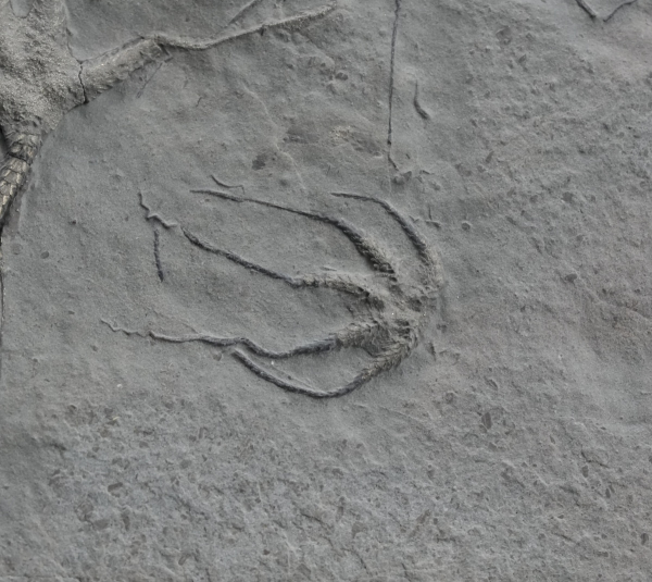 Preview: Ophiopinna elegans | Callovium | La Voulte