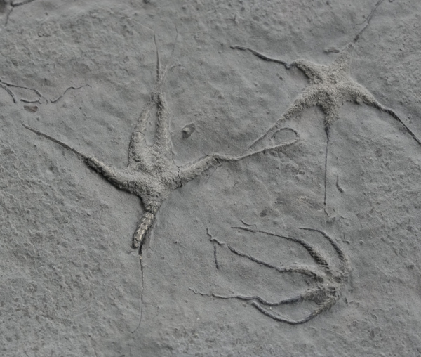 Preview: Ophiopinna elegans | Callovium | La Voulte