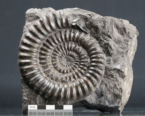 Preview: Arietites sp. | Sinemurium | Baden-Württemberg