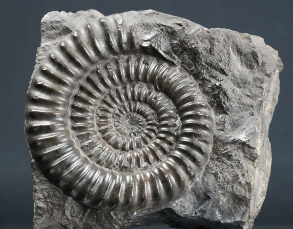Arietites sp. | Sinemurium | Baden-Württemberg