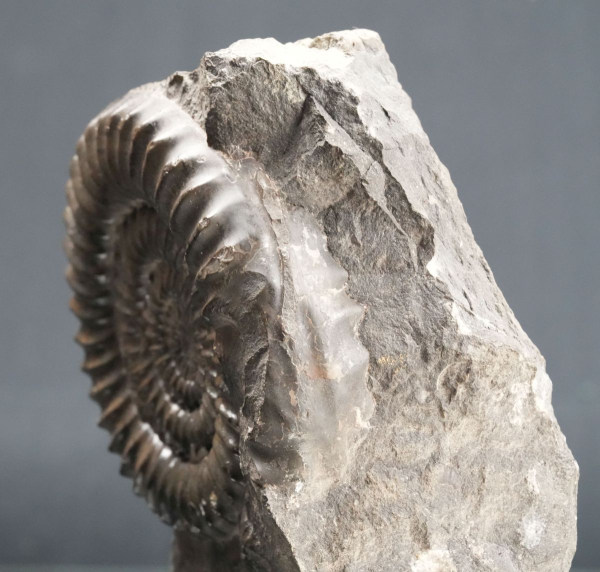 Arietites sp. | Sinemurium | Baden-Württemberg