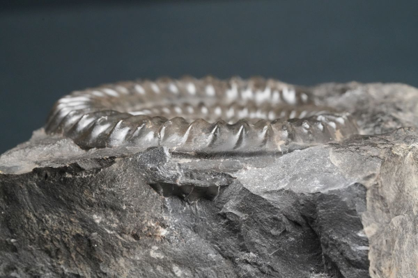 Preview: Arietites sp. | Sinemurium | Baden-Württemberg