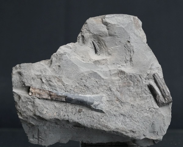 Preview: Steneosaurus sp. | Toarcium | Ohmden