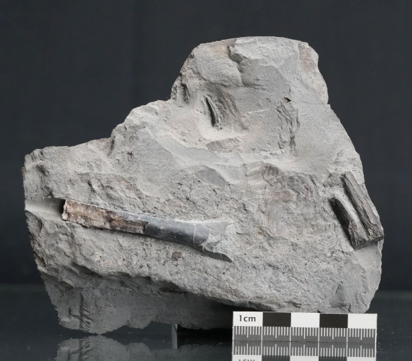 Steneosaurus sp. | Toarcium | Ohmden