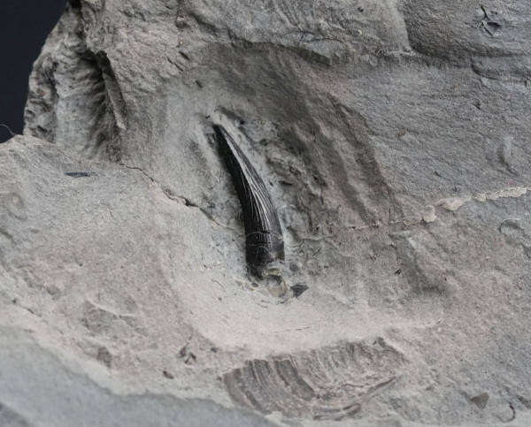 Steneosaurus sp. | Toarcium | Ohmden