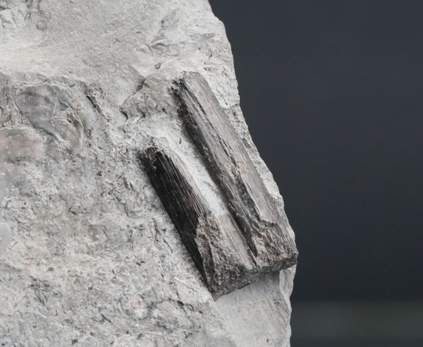 Preview: Steneosaurus sp. | Toarcium | Ohmden