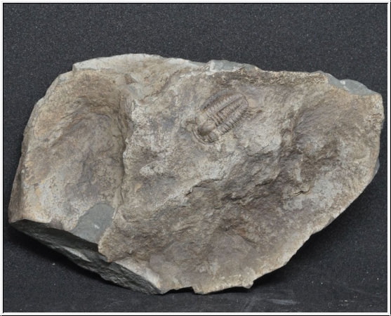 Ellipsocephalus hoffi - Kambrium, Jince