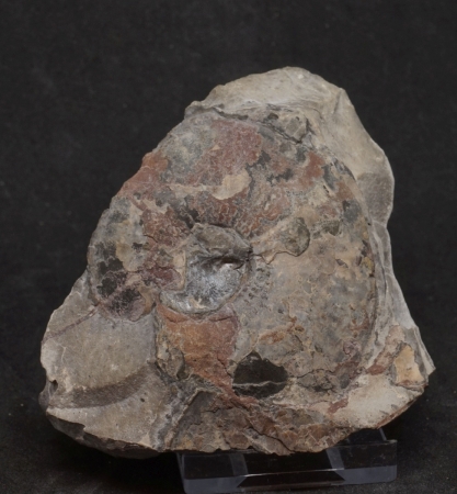 Platylenticeras latum | Valanginium | Gronau, Ziegelei Gerdemann