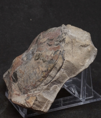 Platylenticeras latum | Valanginium | Gronau, Ziegelei Gerdemann