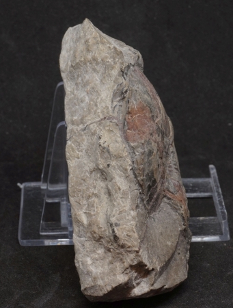 Platylenticeras latum | Valanginium | Gronau, Ziegelei Gerdemann