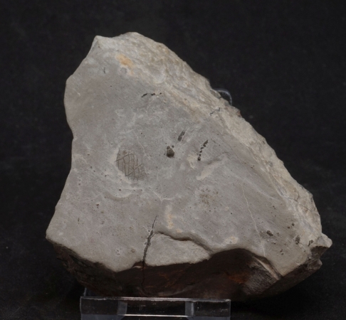 Platylenticeras latum | Valanginium | Gronau, Ziegelei Gerdemann