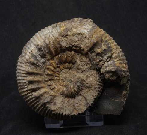 Teloceras subcoronatum - Bajocium - Goslar