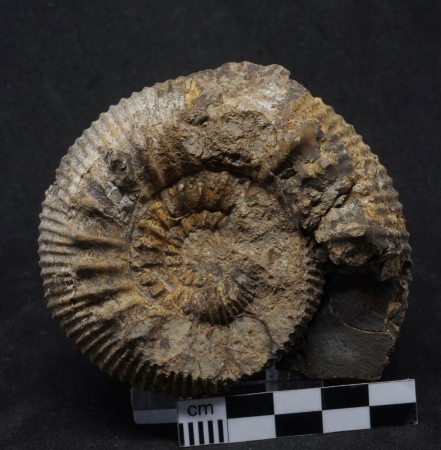 Teloceras subcoronatum - Bajocium - Goslar