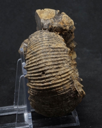 Teloceras subcoronatum - Bajocium - Goslar