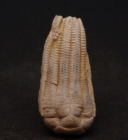Encrinus liliiformis | Oberer Muschelkalk | Kreis Höxter
