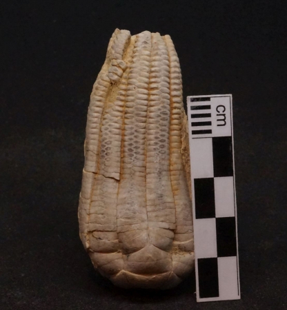 Encrinus liliiformis | Oberer Muschelkalk | Kreis Höxter