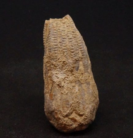 Encrinus liliiformis - Oberer Muschelkalk - Kreis Höxter