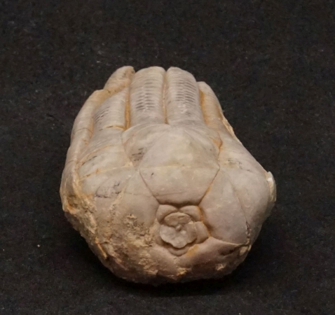 Encrinus liliiformis | Oberer Muschelkalk | Kreis Höxter