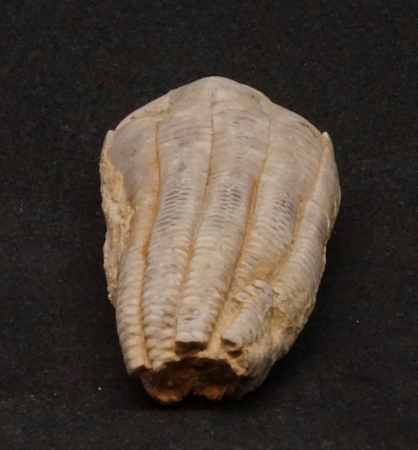 Encrinus liliiformis | Oberer Muschelkalk | Kreis Höxter
