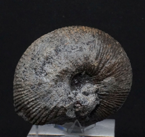 Macrocephalites sp. | Callovium | Porta Westfalica